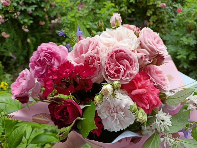  - Grădina 2023 continuare 3