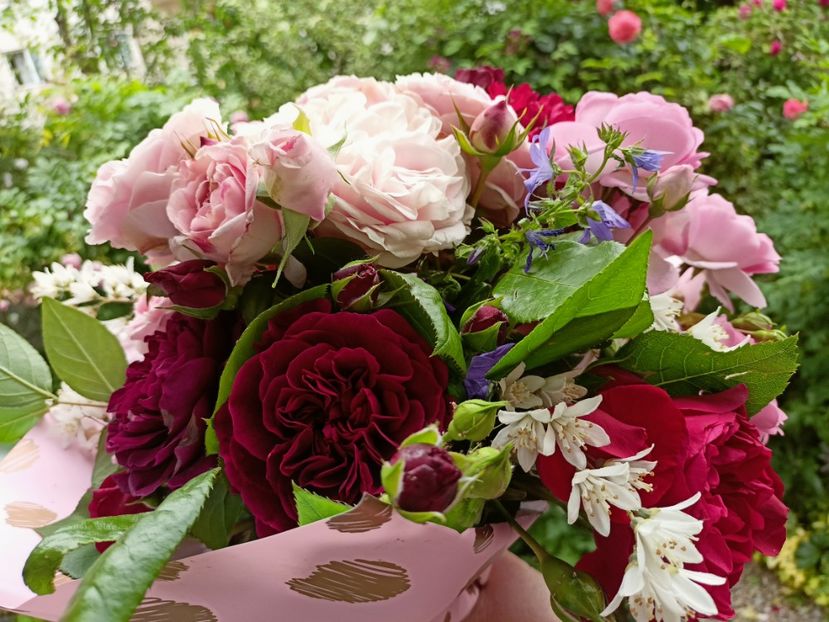  - Grădina 2023 continuare 3