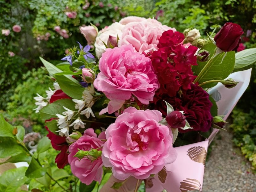  - Grădina 2023 continuare 3