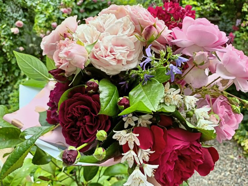  - Grădina 2023 continuare 3