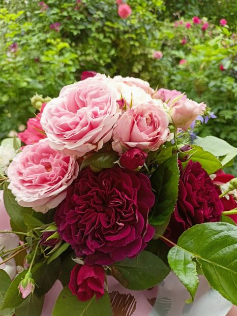  - Grădina 2023 continuare 3