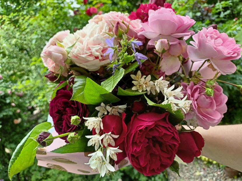  - Grădina 2023 continuare 3