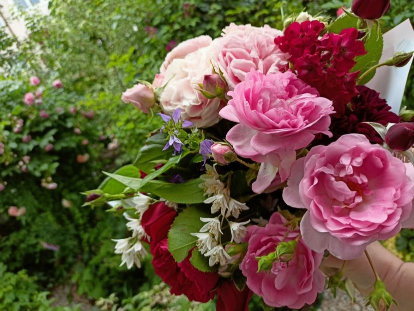  - Grădina 2023 continuare 3