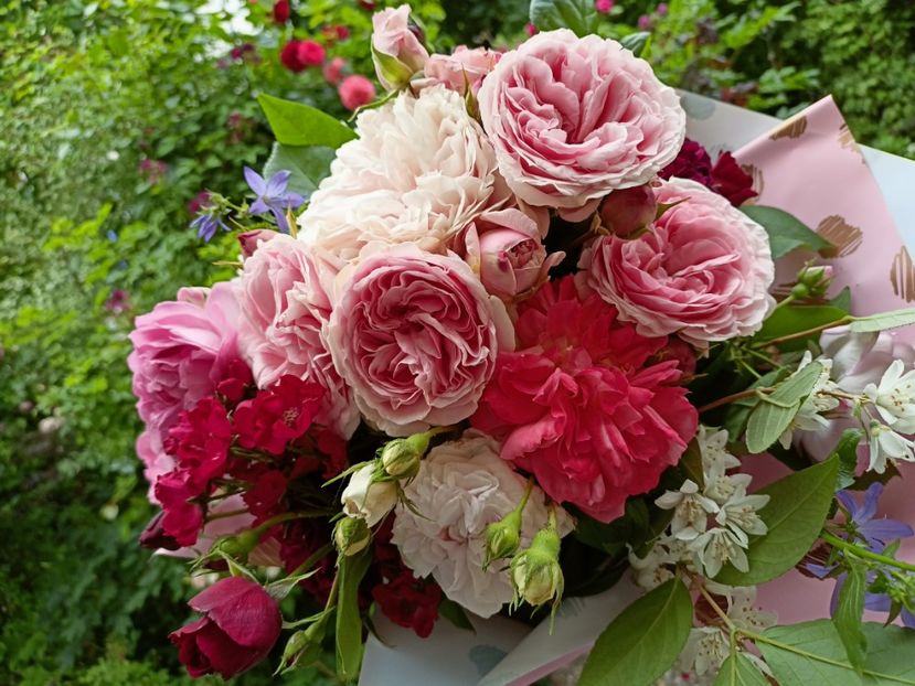  - Grădina 2023 continuare 3