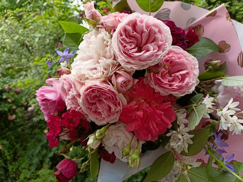  - Grădina 2023 continuare 3