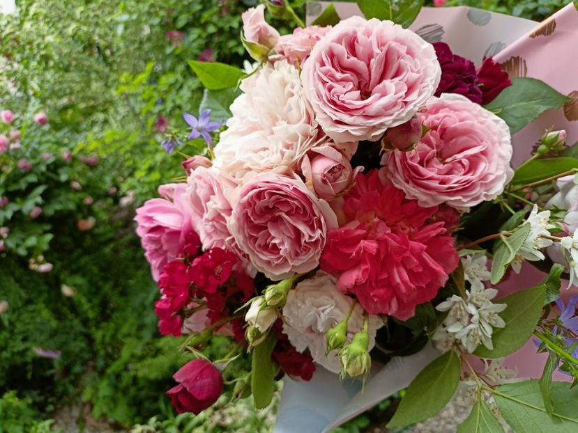  - Grădina 2023 continuare 3