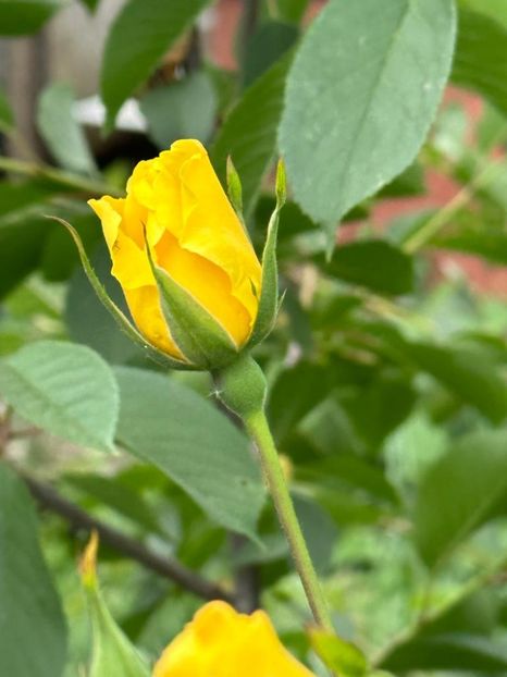 2Ppnhj6twtUt-O87UD-gk3WBJISkngoVTdzI36gogck=_plaintext_638213833585377845 - 0 001 2023 Gradina ROMAN 03 06 2023