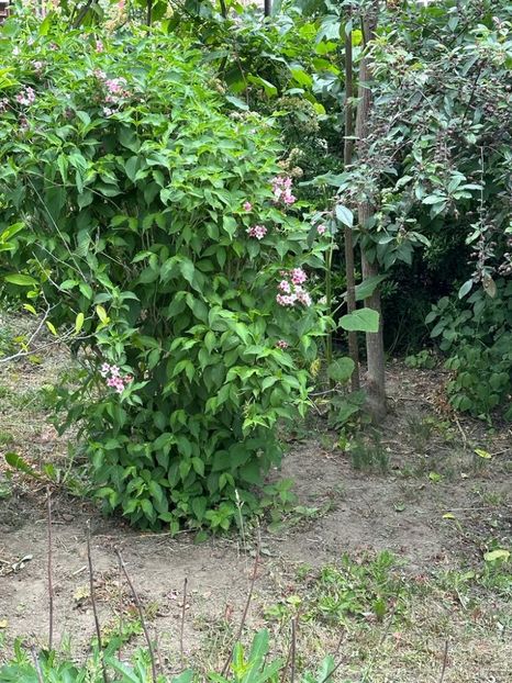 3-hNm5VUPx1j273cj4MRiHBLwkROJnOQTcdOskgY0c8=_plaintext_638213833626002280 - 0 001 2023 Gradina ROMAN 03 06 2023