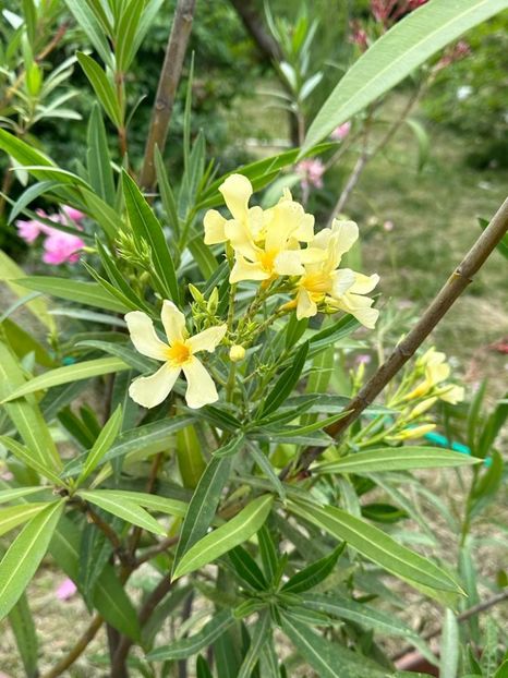 6GsZugTzNQy9w5Sp-IQYL6qBWcY7rpbb91x68yM4dpc=_plaintext_638213833604284756 - 0 001 2023 Gradina ROMAN 03 06 2023