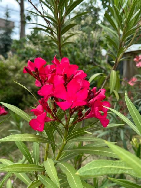 9ulNe6IIrcHLRFKXjQkt57I_EkMio9dX1OJIPil2ay8=_plaintext_638213833600268155 - 0 001 2023 Gradina ROMAN 03 06 2023