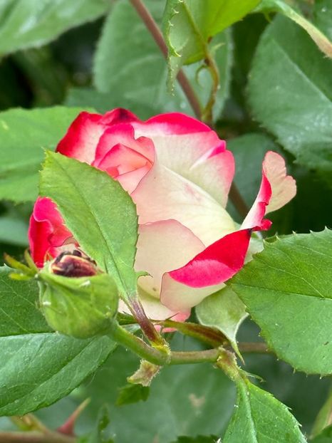 bRS2mO-Smb_X7YOQTT8eY4-bXU7NLlyA2Mq9tKWbJpM=_plaintext_638213833617699985 - 0 001 2023 Gradina ROMAN 03 06 2023