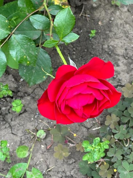 GdcWSAVW_zqFsW7OqcI22wunh7QDQe9522Vf9UDAWa0=_plaintext_638213833562185253 - 0 001 2023 Gradina ROMAN 03 06 2023