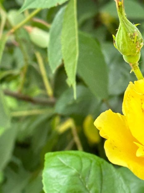 Hyvim1uRyyXhsPDo1Z_7V2QiZ3WzVlFe3oe1nhGW06A=_plaintext_638213833578650299 - 0 001 2023 Gradina ROMAN 03 06 2023