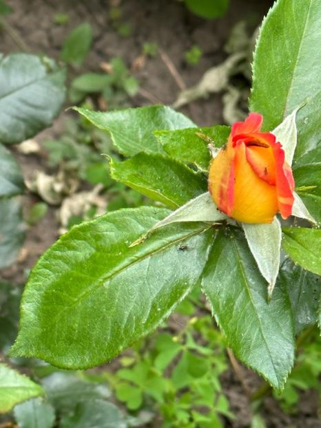 IMG-20230603-WA0093 - 0 001 2023 Gradina ROMAN 03 06 2023