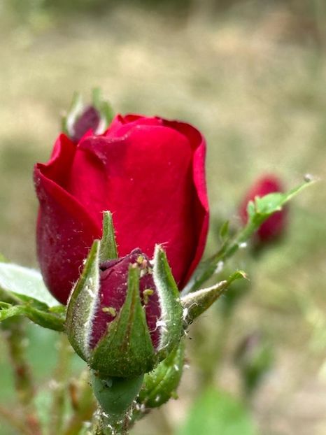 PKkbnBmaxmc2fRI6stytqXiy66O2coEpmh8TzCwPKVo=_plaintext_638213833618796340 - 0 001 2023 Gradina ROMAN 03 06 2023