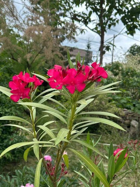 SdrmW77HcFv43gxMDLfN0v2kCKY16qU1NxHlXVdip3Q=_plaintext_638213833601424303 - 0 001 2023 Gradina ROMAN 03 06 2023