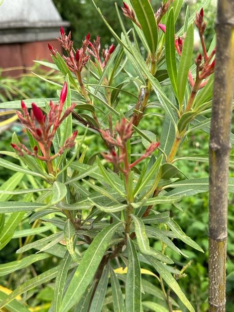 t3gV03VPUw0ksO5FjniVUGQUvv0DGX1_8Dm0sTXVRYc=_plaintext_638213833575261608 - 0 001 2023 Gradina ROMAN 03 06 2023