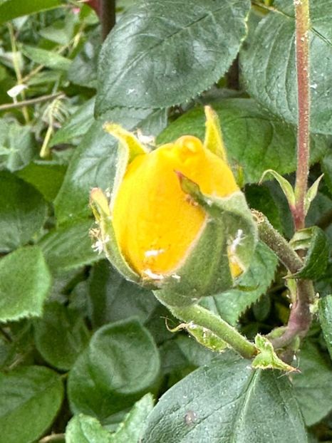 u98D95bm6wAYkVGRKCqOr9zPhWzoD4T5_fgkVtECHqw=_plaintext_638213833587680162 - 0 001 2023 Gradina ROMAN 03 06 2023