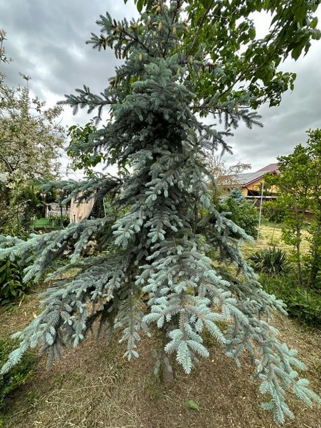 VmOtr_0ZsHd_pLPF9X79GruLMVsXjdDjUekf5XOa1ms=_plaintext_638213833622444150 - 0 001 2023 Gradina ROMAN 03 06 2023