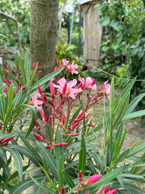 vt2N_Ui647OLRQwfjQNxhZydVlBsO14vitd0HNNgrwY=_plaintext_638213833608221622 - 0 001 2023 Gradina ROMAN 03 06 2023