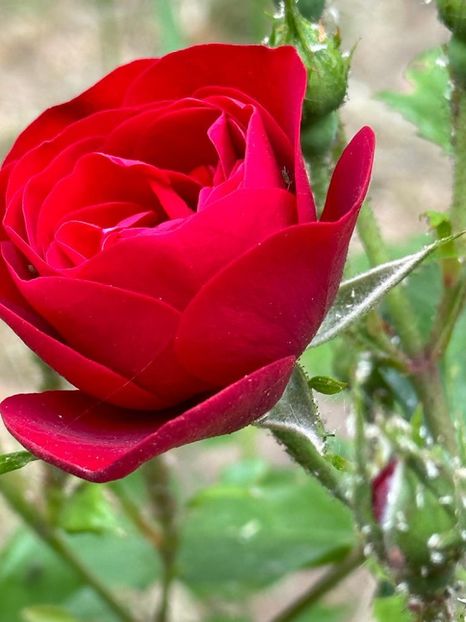 wK0hoFh6TBvObQvP5NSSA3QKEbreLyaHMYvpc7fSTOQ=_plaintext_638213833620072067 - 0 001 2023 Gradina ROMAN 03 06 2023