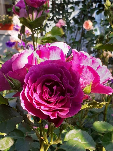  - Minerva 2021 - 2022