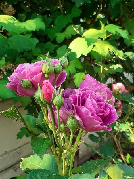  - Minerva 2021 - 2022