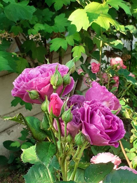  - Minerva 2021 - 2022