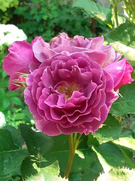  - Minerva 2021 - 2022