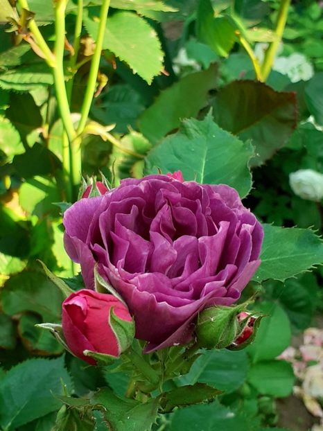  - Minerva 2021 - 2022