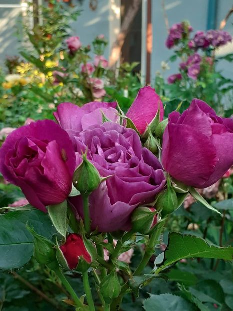  - Minerva 2021 - 2022