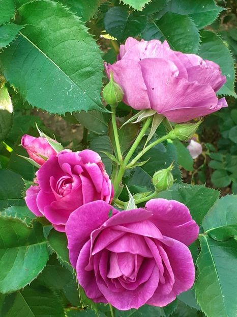  - Minerva 2021 - 2022