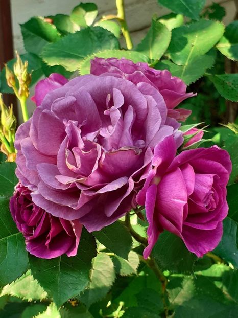  - Minerva 2021 - 2022