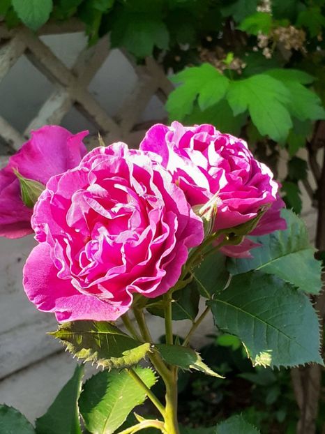  - Minerva 2021 - 2022