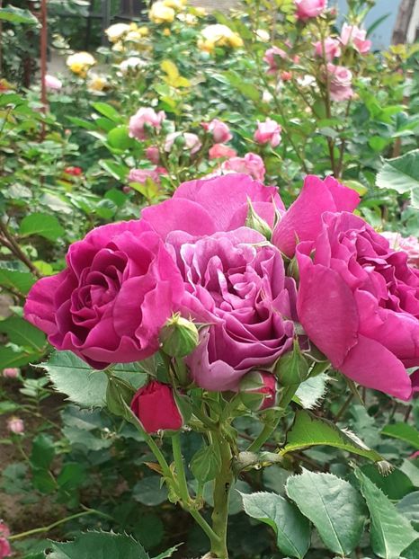  - Minerva 2021 - 2022