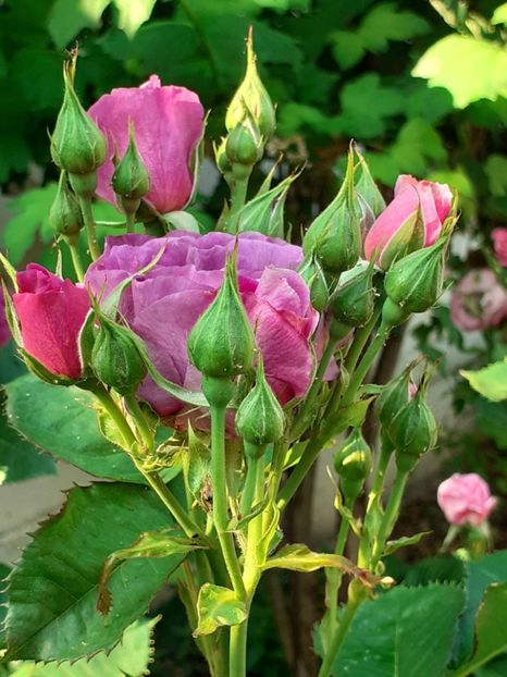  - Minerva 2021 - 2022