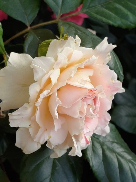  - Guersney 2021- 2022-2023