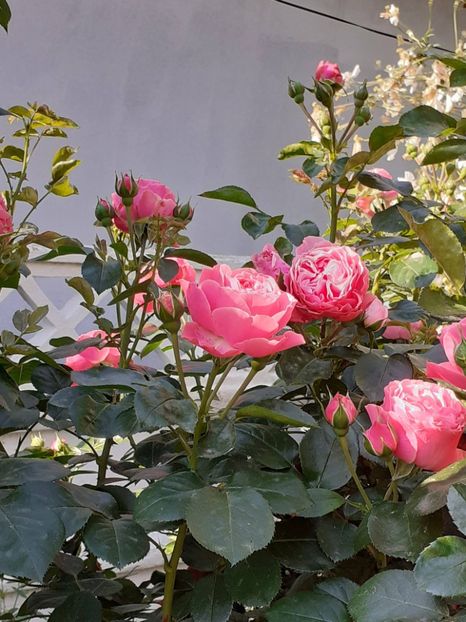  - Pink Leonardo 2021 - 2022 - 2023