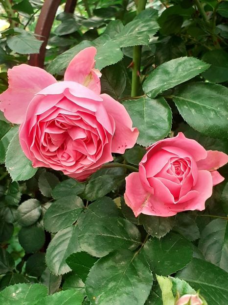  - Pink Leonardo 2021 - 2022 - 2023