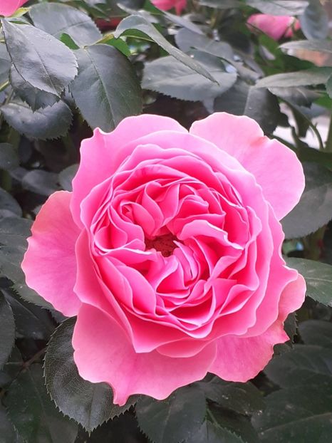  - Pink Leonardo 2021 - 2022 - 2023