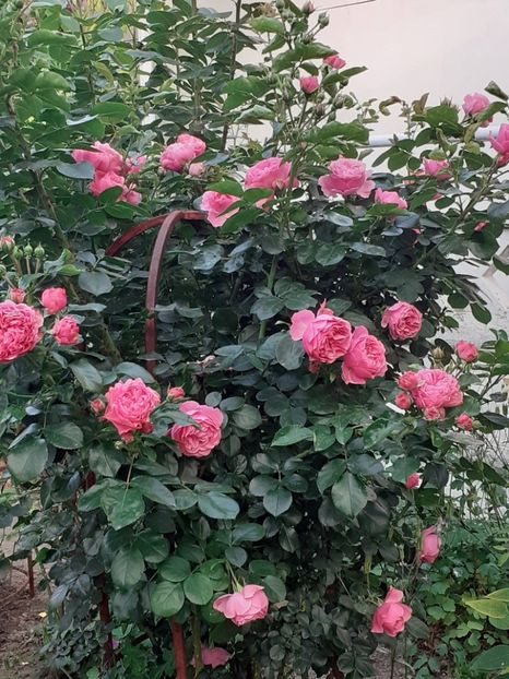  - Pink Leonardo 2021 - 2022 - 2023