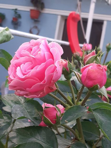  - Pink Leonardo 2021 - 2022 - 2023
