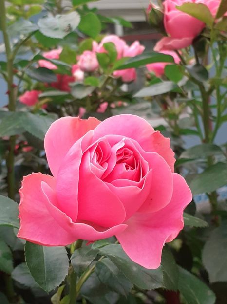 20230601_192308(0) - Pink Leonardo 2021 - 2022 - 2023