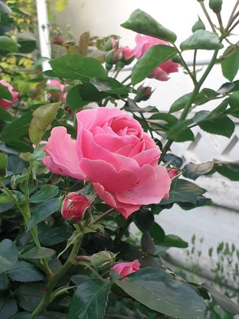  - Pink Leonardo 2021 - 2022 - 2023