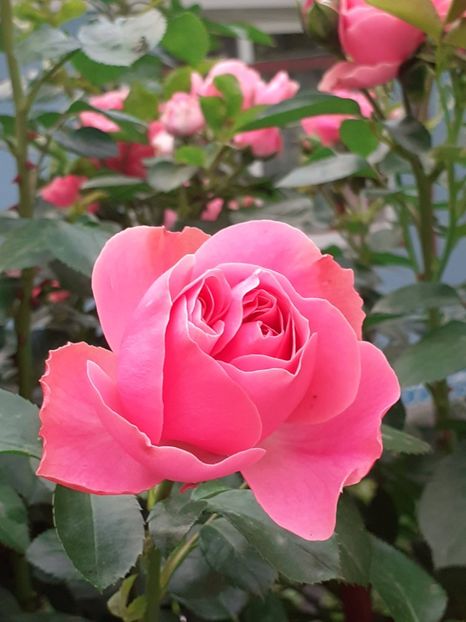  - Pink Leonardo 2021 - 2022 - 2023