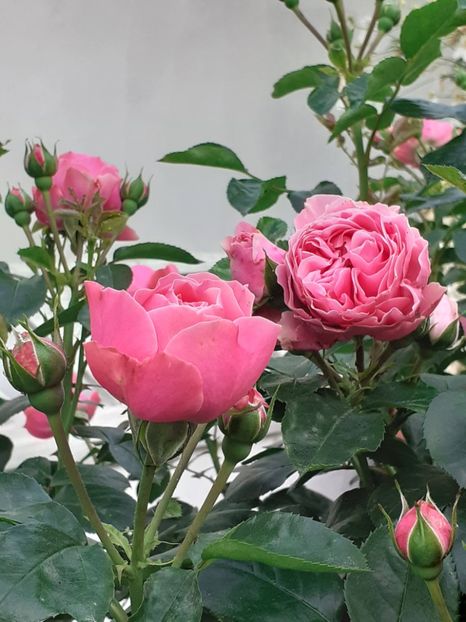  - Pink Leonardo 2021 - 2022 - 2023
