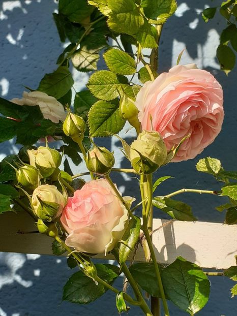  - 01 - TRANDAFIRI 2023