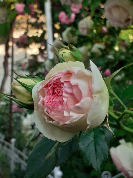  - 01 - TRANDAFIRI 2023