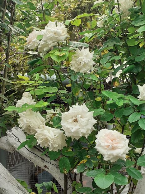  - 01 - TRANDAFIRI 2023