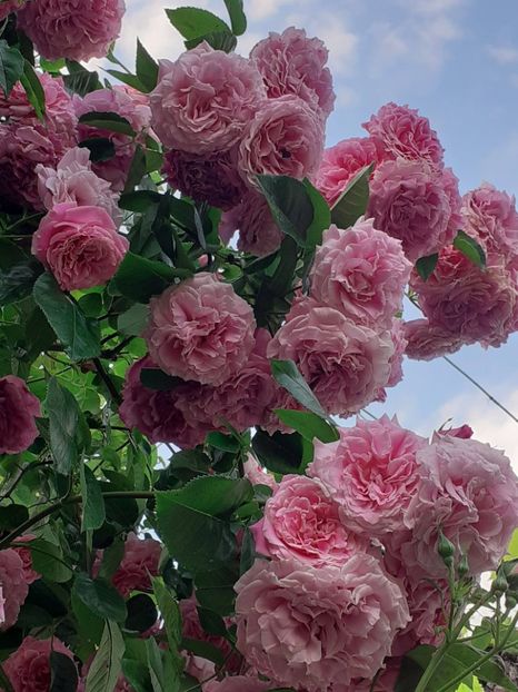  - 01 - TRANDAFIRI 2023